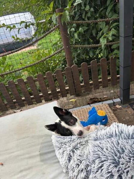 Aiden kleiner 30cm Rüde 1 Jahr alt, sucht sein Zuhause