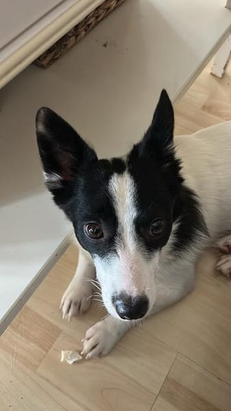 Aiden kleiner 30cm Rüde 1 Jahr alt, sucht sein Zuhause