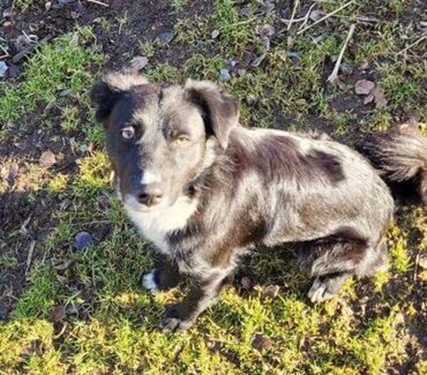 FELIX sucht ein liebevolles Zuhause