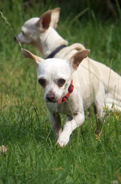 Bella - Chihuahua Seniorin sucht