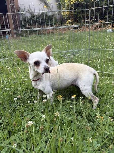 Bella - Chihuahua Seniorin sucht