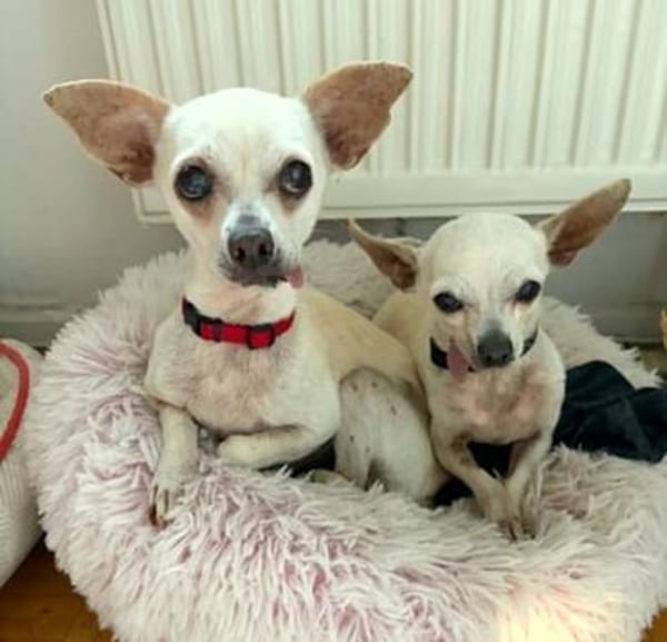 Bella - Chihuahua Seniorin sucht