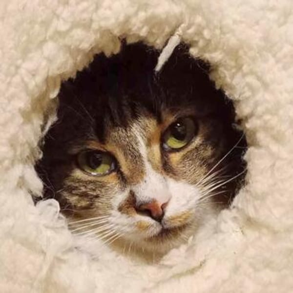Katze Rosalia sucht ihr neues Zuhause