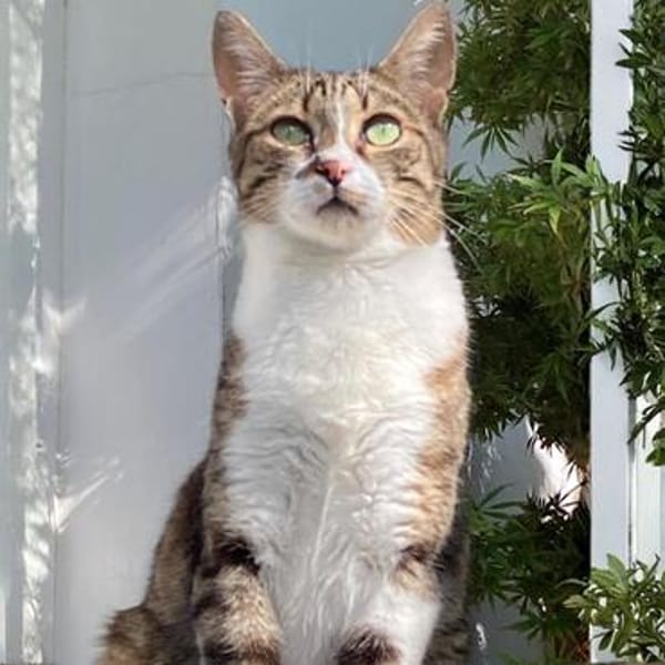 Katze Rosalia sucht ihr neues Zuhause