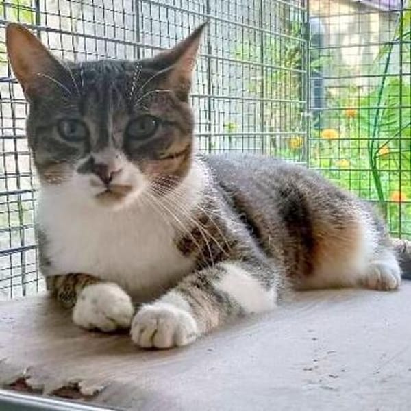Katze Rosalia sucht ihr neues Zuhause