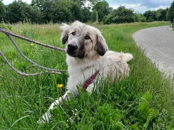 Liesa sucht ihr großes Glück