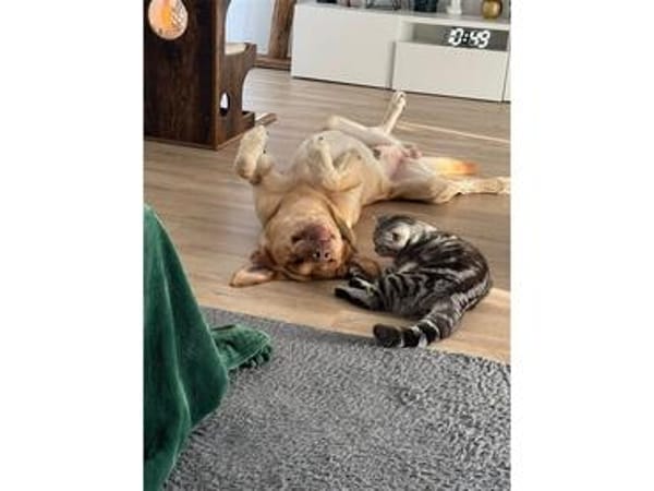 Mailo - Notfall: wartet in 92342 Freystadt