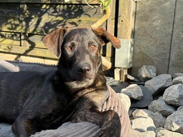 Dobby ist bereit für sein eigenes Zuhause