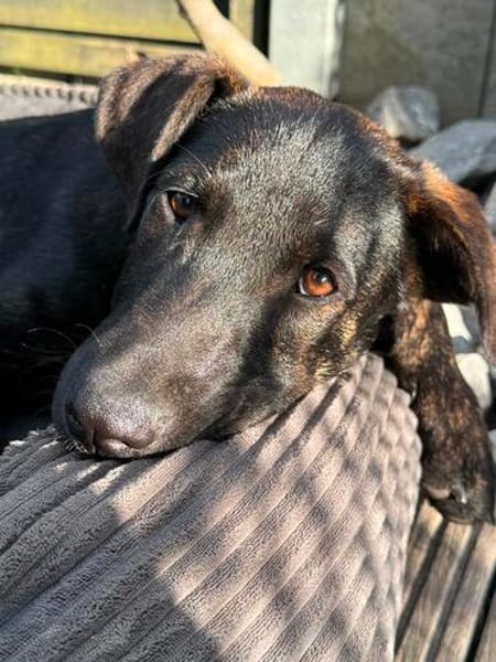 Dobby ist bereit für sein eigenes Zuhause