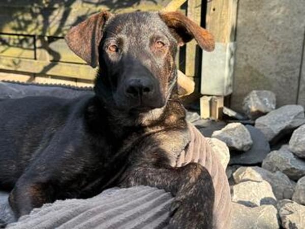 Dobby ist bereit für sein eigenes Zuhause