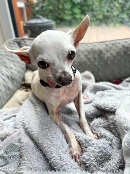 Blanca - Chihuahua Seniorin sucht