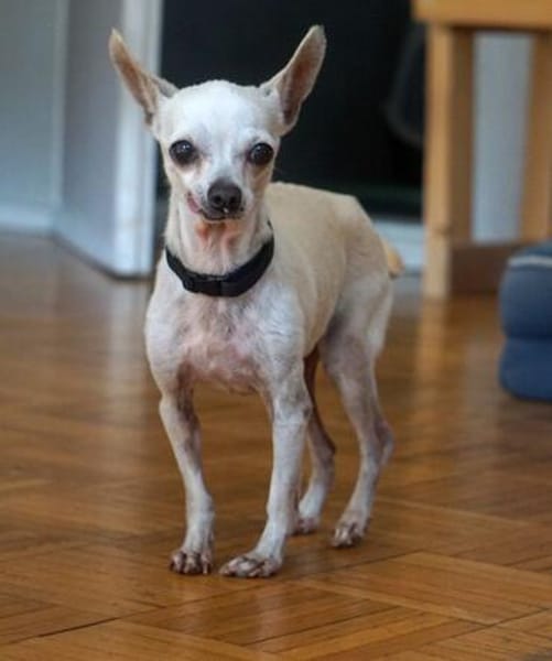 Blanca - Chihuahua Seniorin sucht