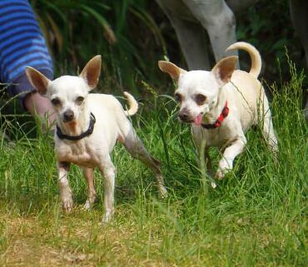 Blanca - Chihuahua Seniorin sucht