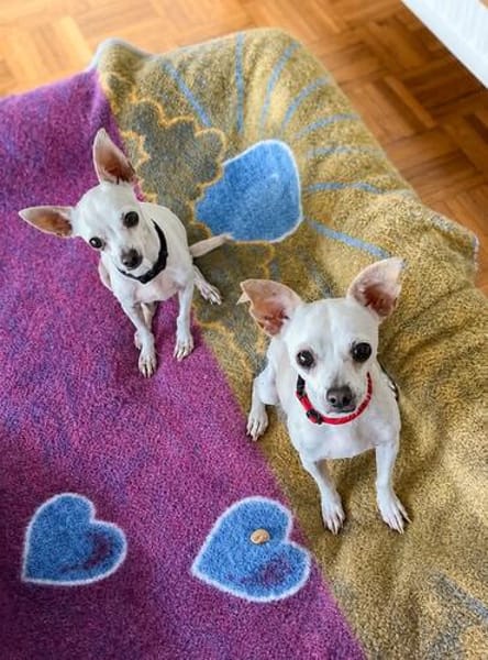 Blanca - Chihuahua Seniorin sucht