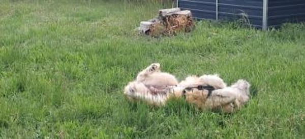 Süße Bessy🌺 sucht relaxtes Zuhause