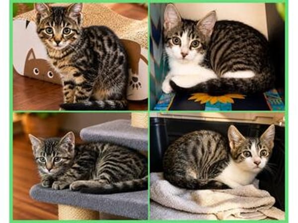 4 Kitten - warten in 97993 Creglingen