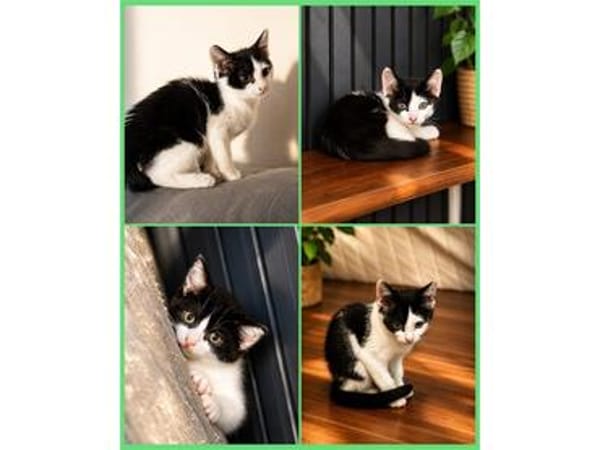 4 Kitten - warten in 97993 Creglingen