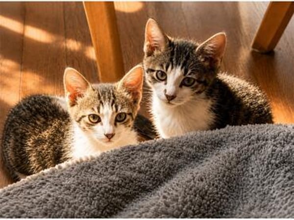 4 Kitten - warten in 97993 Creglingen