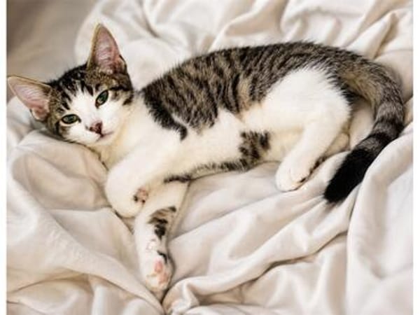 4 Kitten - warten in 97993 Creglingen