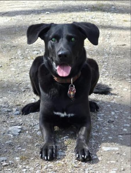 GRISHA- Handicap Hund sucht Zuhause