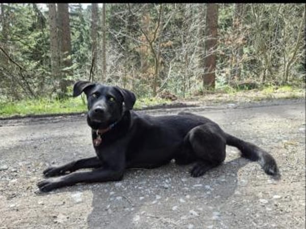 GRISHA- Handicap Hund sucht Zuhause