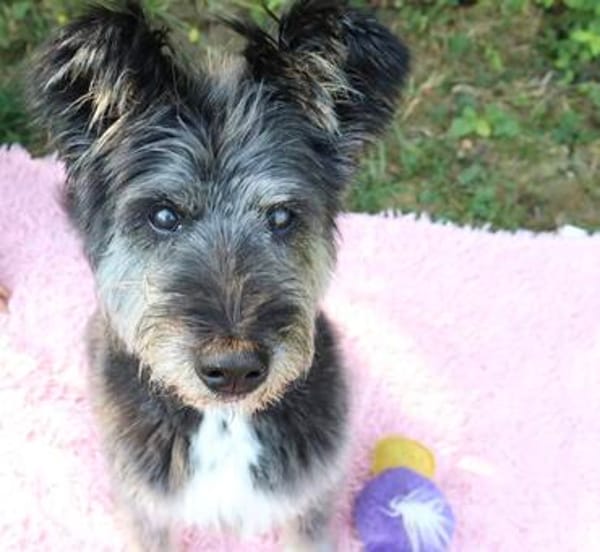 Kinderliebe Schnauzermixseniorin Flori sucht Familie