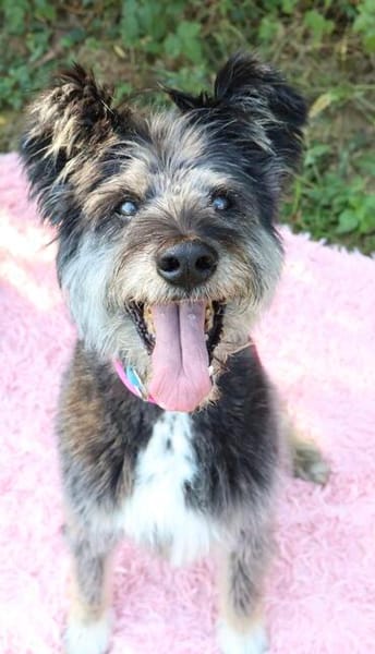 Kinderliebe Schnauzermixseniorin Flori sucht Familie
