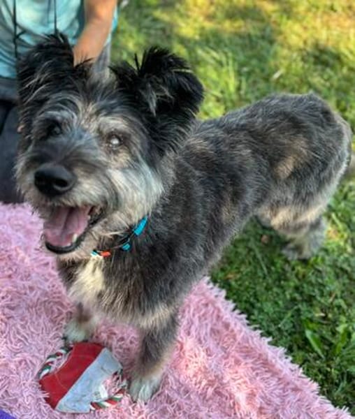 Kinderliebe Schnauzermixseniorin Flori sucht Familie