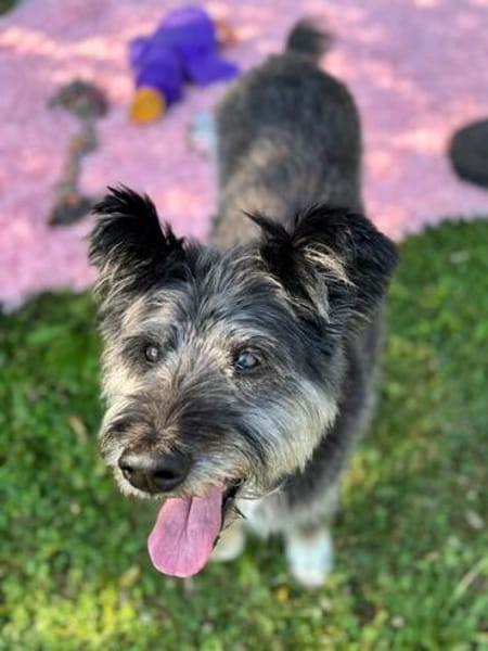 Kinderliebe Schnauzermixseniorin Flori sucht Familie