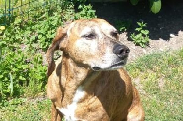 Romeo - NOTFALL in 78315 Radolfzell