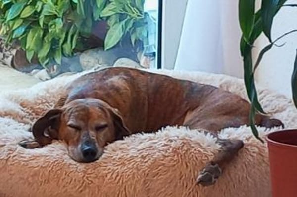 Romeo - NOTFALL in 78315 Radolfzell