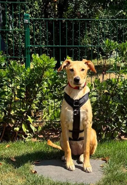 Süße Angelina (Lina) sucht Lebensplatz
