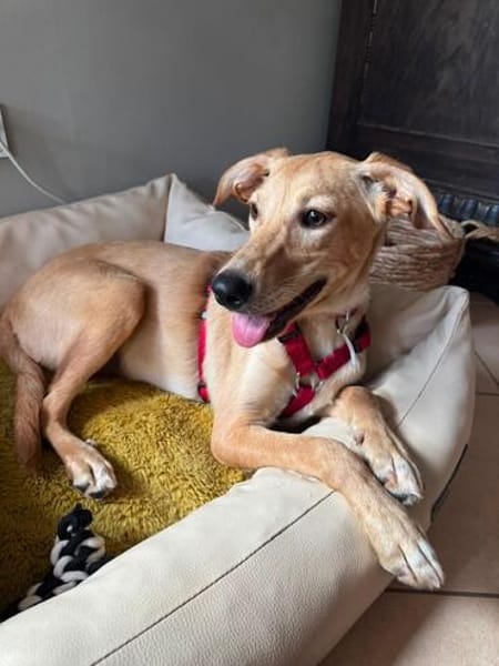 Süße Angelina (Lina) sucht Lebensplatz