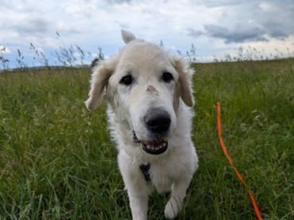 Suzy,Herz auf 4 Pfoten sucht hr Zuhause