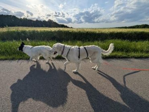 Suzy,Herz auf 4 Pfoten sucht hr Zuhause