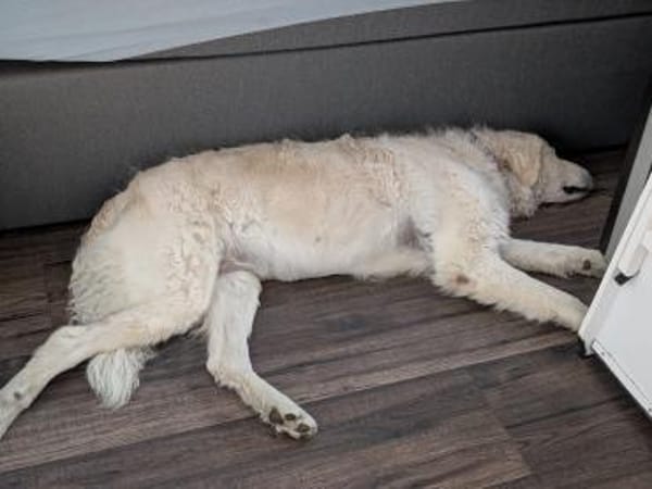 Suzy,Herz auf 4 Pfoten sucht hr Zuhause