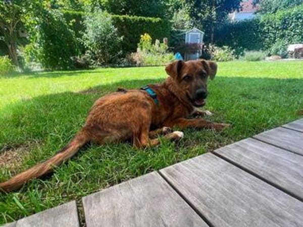 aufgeweckter Welpenjunge Tiago auf PS in 80686