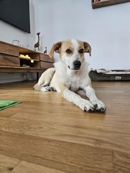 Hübsche Anya sucht Für-Immer-Zuhause