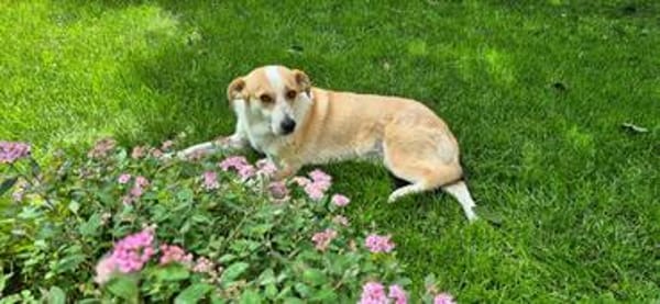 Hübsche Anya sucht Für-Immer-Zuhause