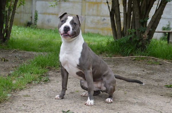 KIRA