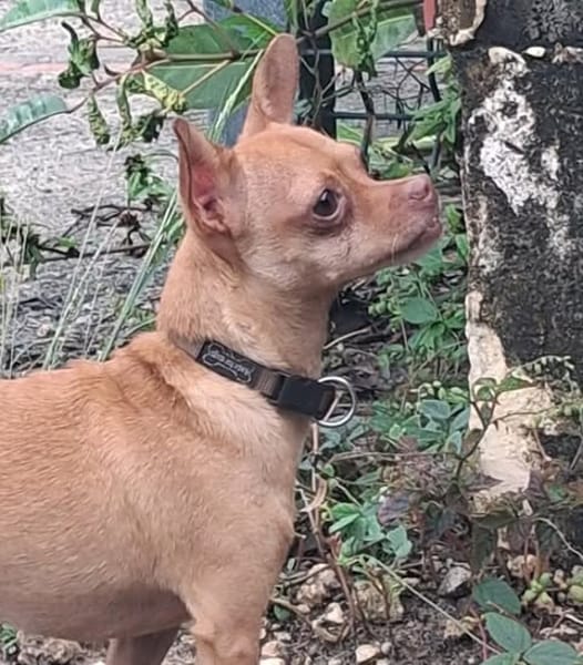 COCO, le sacré pinscher