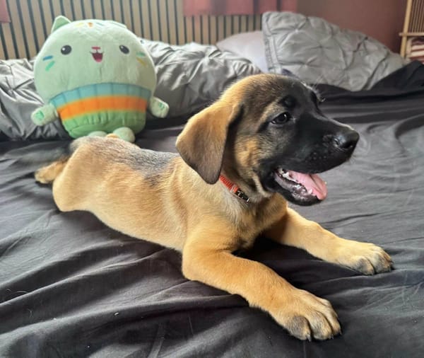 Aldo, le chiot