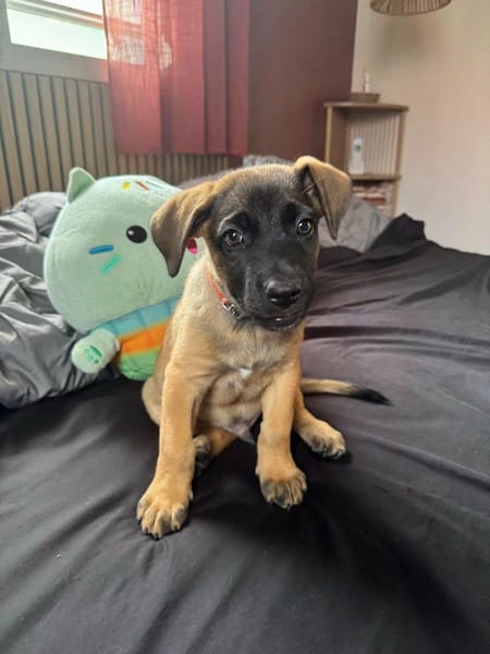 Aldo, le chiot