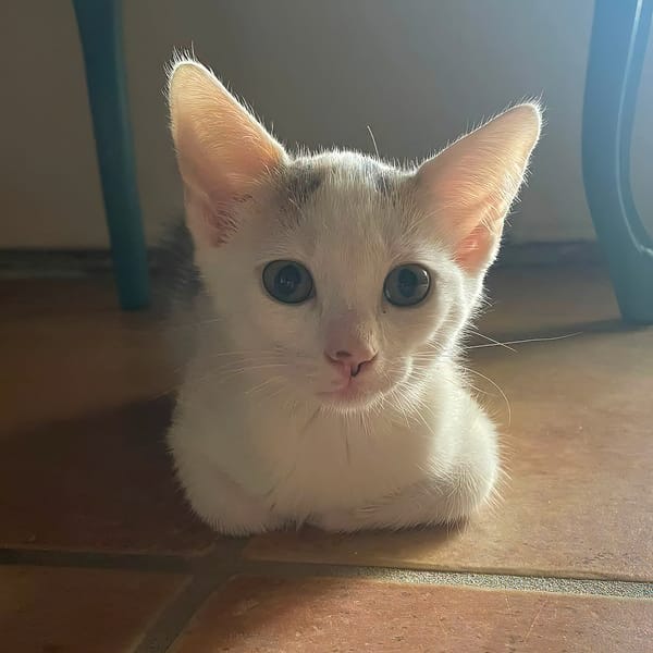 TARA