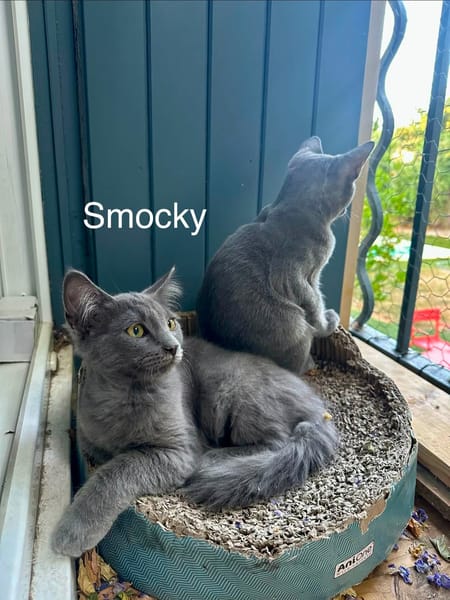 SMOCKY et BASTET