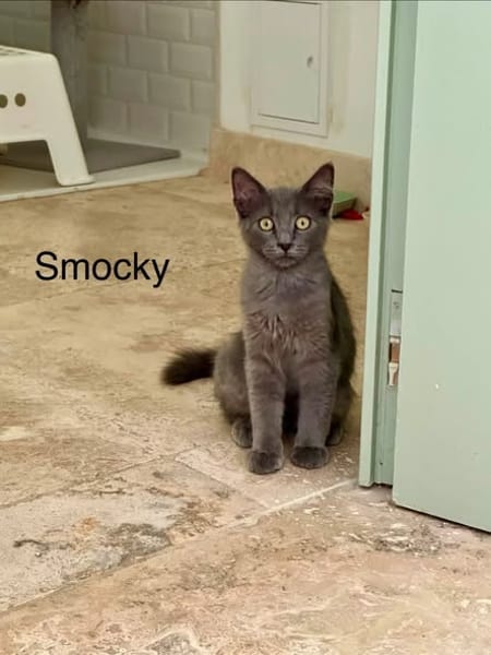 SMOCKY et BASTET