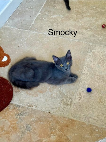 SMOCKY et BASTET