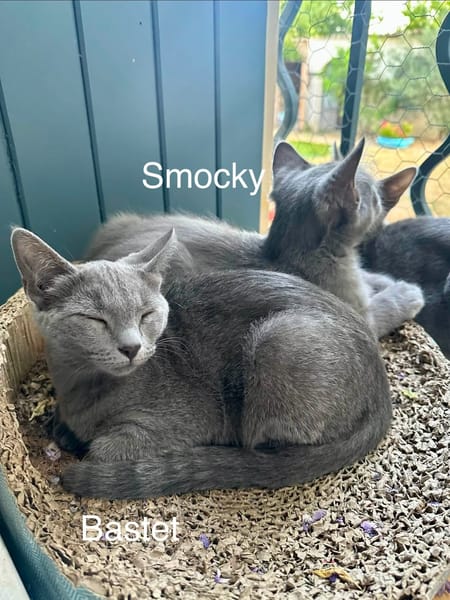 SMOCKY et BASTET