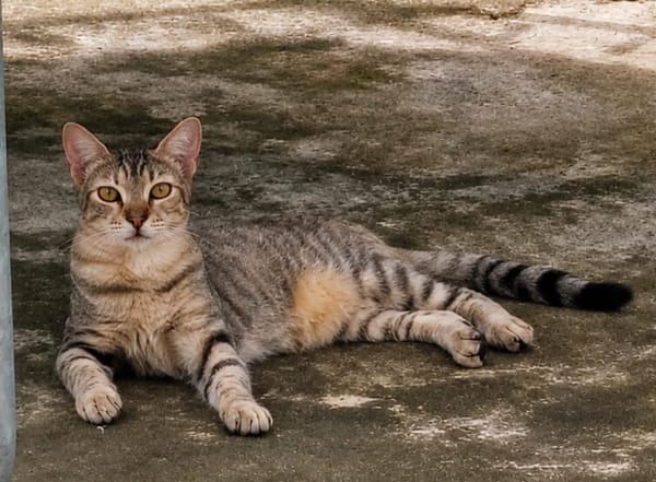 RAYA, chat femelle européen junior