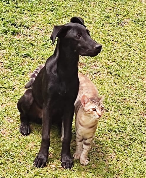 RAYA, chat femelle européen junior